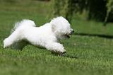 BICHON FRISE 561